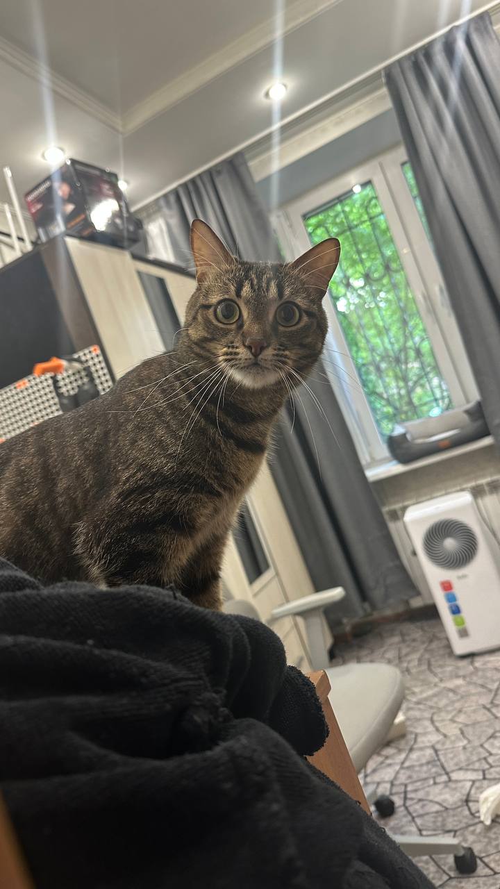 Кот Агат